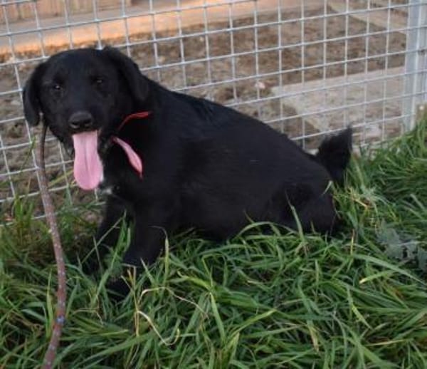 Sylvester - lieber Hundejunge