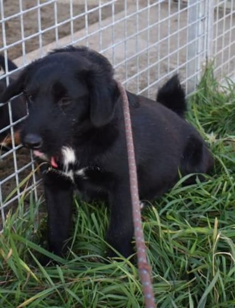 Sylvester - lieber Hundejunge
