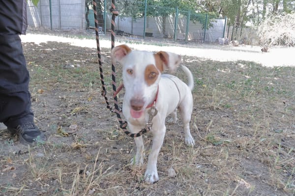 Lucette (en cours d'adoption)
