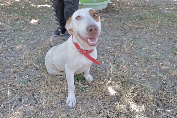 Lucette (en cours d'adoption)