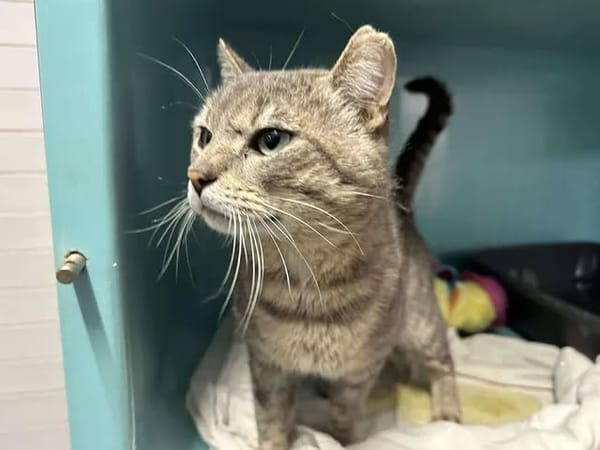 NECTAR (FIV+)