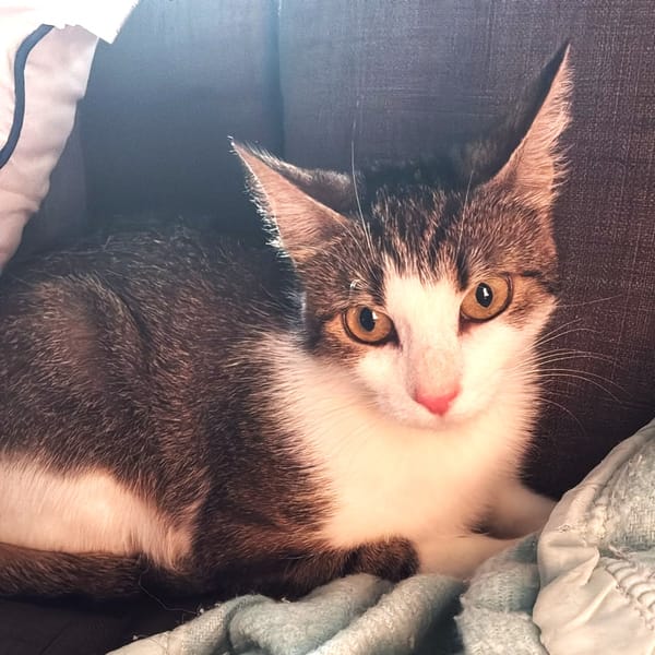 Minette