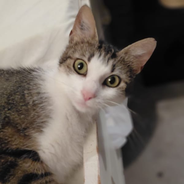 Minette
