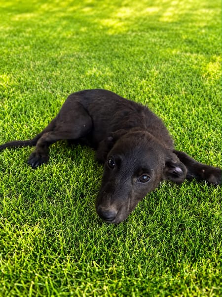 LEO (101 HUELLAS)