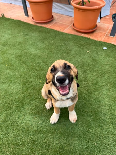 SANCHO (MARTINA)