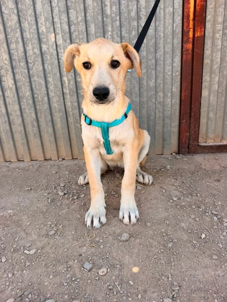 LEROY (ANIMALEA)