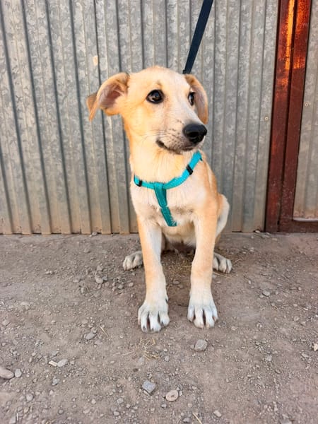 LEROY (ANIMALEA)