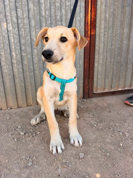 LEROY (ANIMALEA)