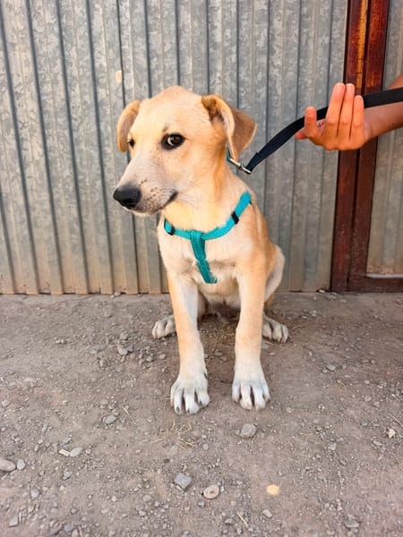 LEROY (ANIMALEA)