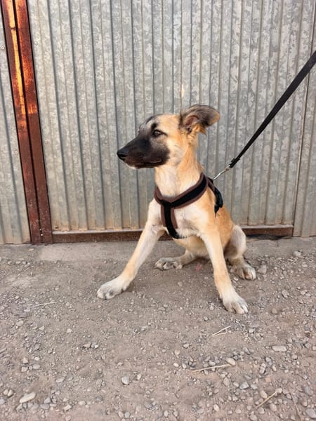 MATTI (ANIMALEA)