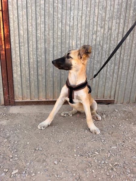 MATTI (ANIMALEA)