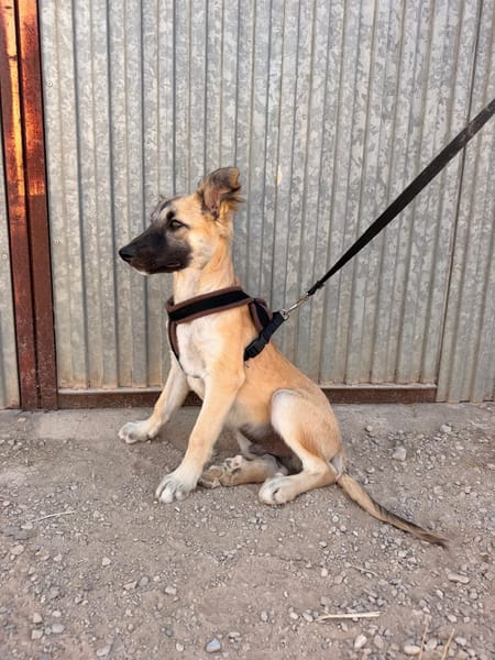 MATTI (ANIMALEA)