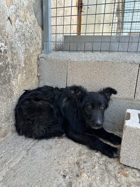 MATTI (ANIMALEA)