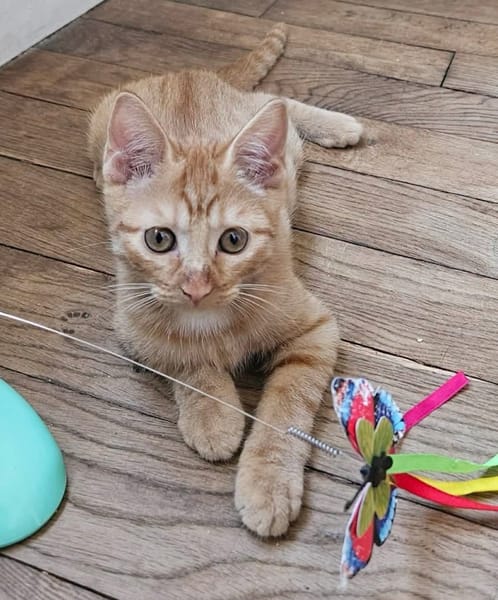 UBE À ADOPTER EN DUO OU SEUL SI DÉJÀ UN CHAT PRÉSENT CHEZ VOUS