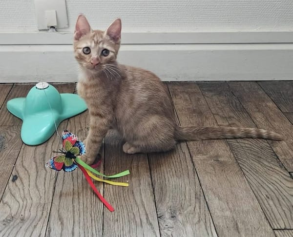 UBE À ADOPTER EN DUO OU SEUL SI DÉJÀ UN CHAT PRÉSENT CHEZ VOUS