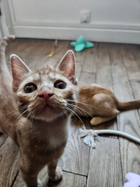 UBE À ADOPTER EN DUO OU SEUL SI DÉJÀ UN CHAT PRÉSENT CHEZ VOUS