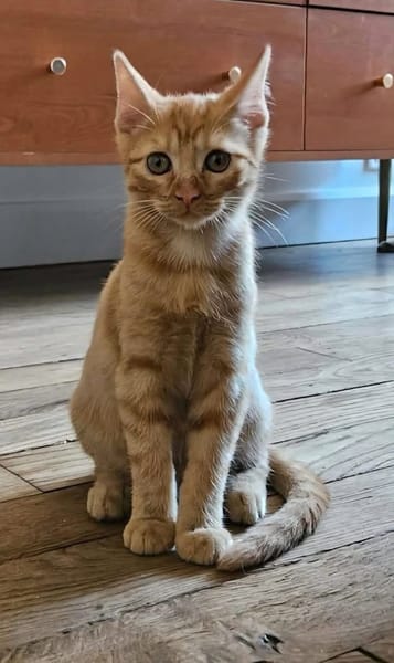 UBE À ADOPTER EN DUO OU SEUL SI DÉJÀ UN CHAT PRÉSENT CHEZ VOUS