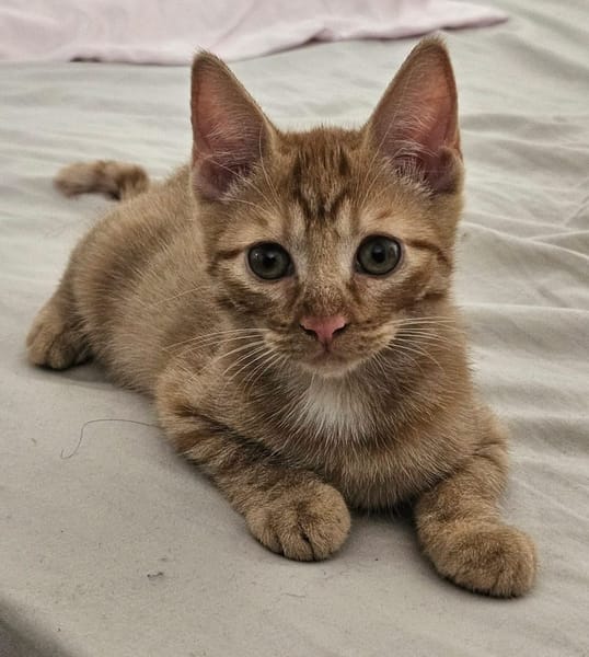 UBE À ADOPTER EN DUO OU SEUL SI DÉJÀ UN CHAT PRÉSENT CHEZ VOUS