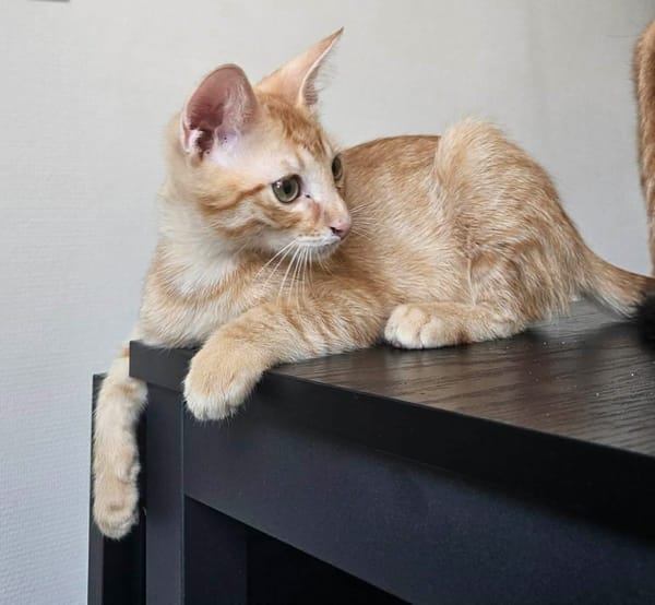 TCHOUCHOU À ADOPTER EN DUO OU SEUL SI DÉJÀ UN CHAT PRÉSENT CHEZ VOUS