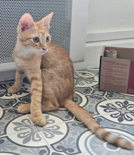 TCHOUCHOU À ADOPTER EN DUO OU SEUL SI DÉJÀ UN CHAT PRÉSENT CHEZ VOUS