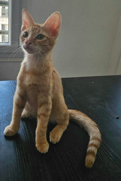 TCHOUCHOU À ADOPTER EN DUO OU SEUL SI DÉJÀ UN CHAT PRÉSENT CHEZ VOUS