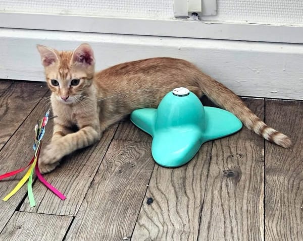 TCHOUCHOU À ADOPTER EN DUO OU SEUL SI DÉJÀ UN CHAT PRÉSENT CHEZ VOUS