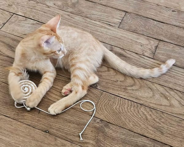 TCHOUCHOU À ADOPTER EN DUO OU SEUL SI DÉJÀ UN CHAT PRÉSENT CHEZ VOUS