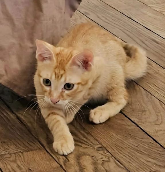 TCHOUCHOU À ADOPTER EN DUO OU SEUL SI DÉJÀ UN CHAT PRÉSENT CHEZ VOUS
