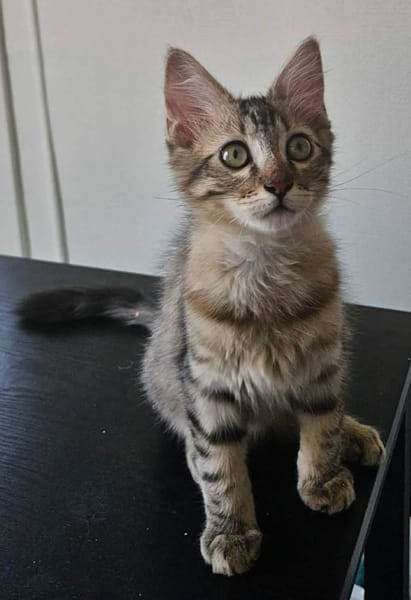 BARBAPAPA À ADOPTER EN DUO OU SEUL SI DÉJÀ UN CHAT PRÉSENT CHEZ VOUS