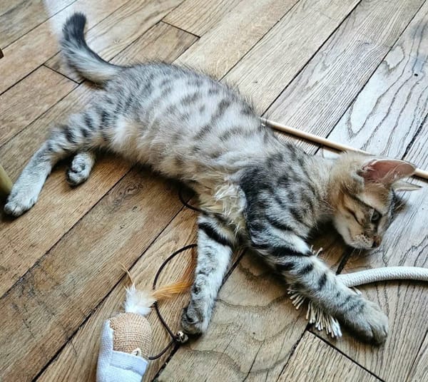 BARBAPAPA À ADOPTER EN DUO OU SEUL SI DÉJÀ UN CHAT PRÉSENT CHEZ VOUS