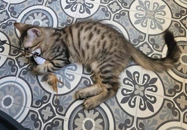 BARBAPAPA À ADOPTER EN DUO OU SEUL SI DÉJÀ UN CHAT PRÉSENT CHEZ VOUS