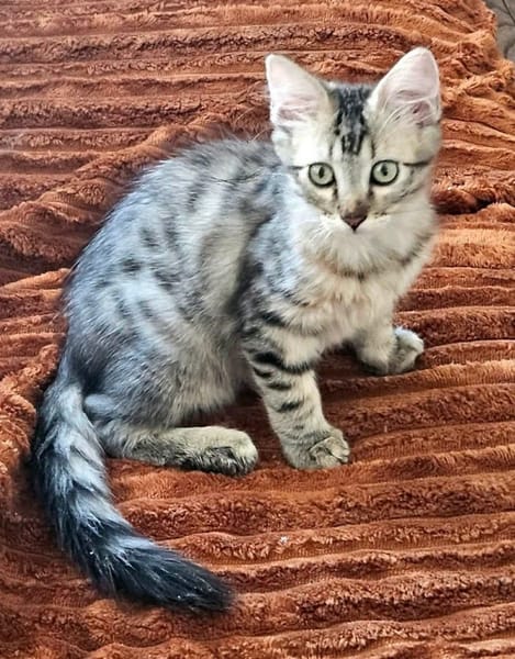 BARBAPAPA À ADOPTER EN DUO OU SEUL SI DÉJÀ UN CHAT PRÉSENT CHEZ VOUS
