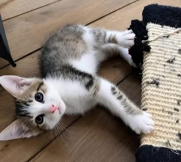 CHIRICO À ADOPTER EN DUO OU SEUL SI DÉJÀ UN CHAT PRÉSENT CHEZ VOUS