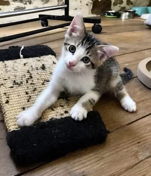 CHIRICO À ADOPTER EN DUO OU SEUL SI DÉJÀ UN CHAT PRÉSENT CHEZ VOUS