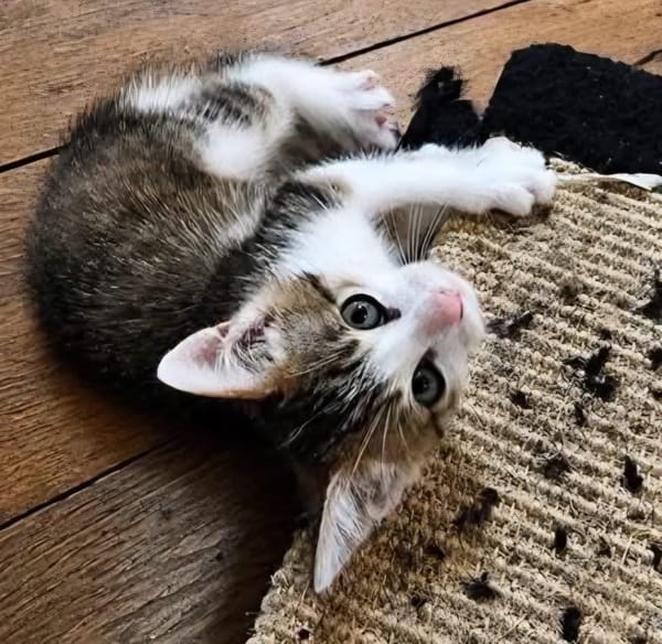 CHIRICO À ADOPTER EN DUO OU SEUL SI DÉJÀ UN CHAT PRÉSENT CHEZ VOUS