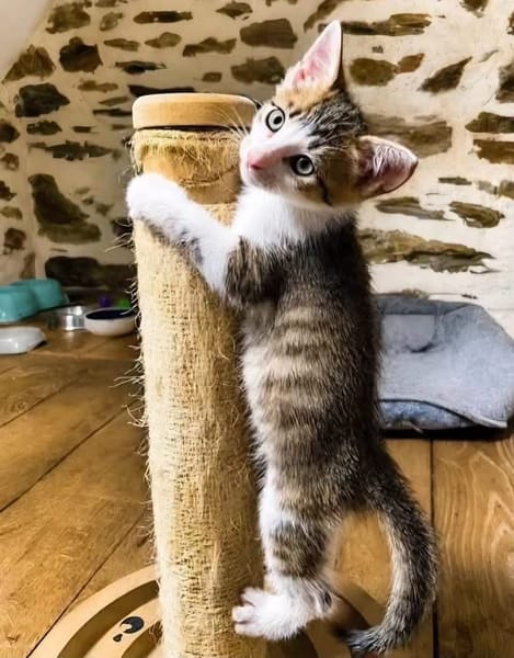 CHIRICO À ADOPTER EN DUO OU SEUL SI DÉJÀ UN CHAT PRÉSENT CHEZ VOUS