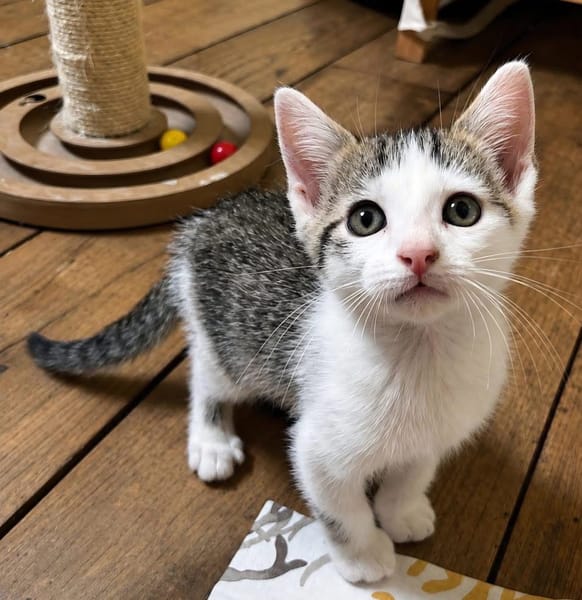 HOCKNEY À ADOPTER EN DUO OU SEUL SI DÉJÀ UN CHAT PRÉSENT CHEZ VOUS