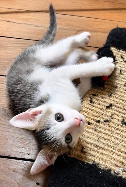 HOCKNEY À ADOPTER EN DUO OU SEUL SI DÉJÀ UN CHAT PRÉSENT CHEZ VOUS