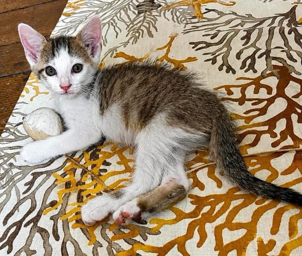HOCKNEY À ADOPTER EN DUO OU SEUL SI DÉJÀ UN CHAT PRÉSENT CHEZ VOUS