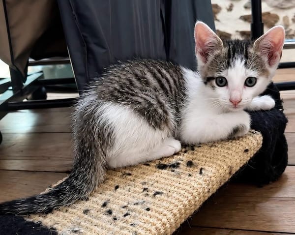 HOCKNEY À ADOPTER EN DUO OU SEUL SI DÉJÀ UN CHAT PRÉSENT CHEZ VOUS