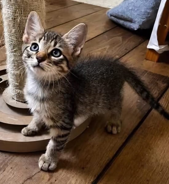 LIPSKA À ADOPTER EN DUO OU SEUL SI DÉJÀ UN CHAT PRÉSENT CHEZ VOUS