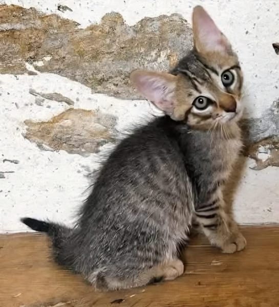 LIPSKA À ADOPTER EN DUO OU SEUL SI DÉJÀ UN CHAT PRÉSENT CHEZ VOUS