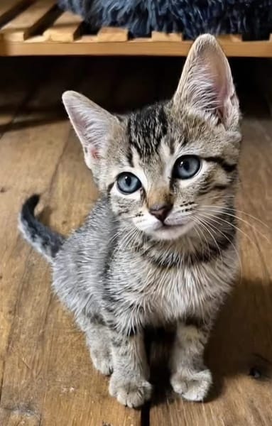 LIPSKA À ADOPTER EN DUO OU SEUL SI DÉJÀ UN CHAT PRÉSENT CHEZ VOUS