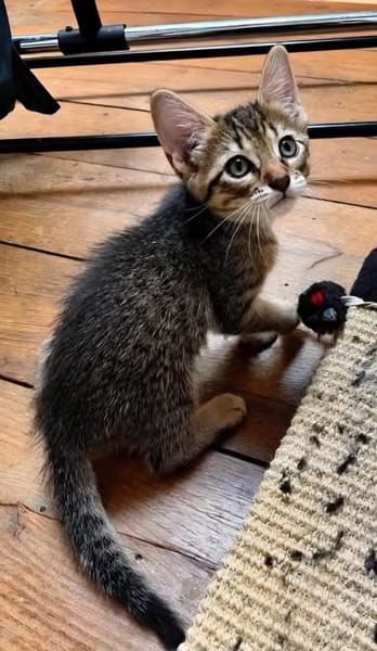 LIPSKA À ADOPTER EN DUO OU SEUL SI DÉJÀ UN CHAT PRÉSENT CHEZ VOUS