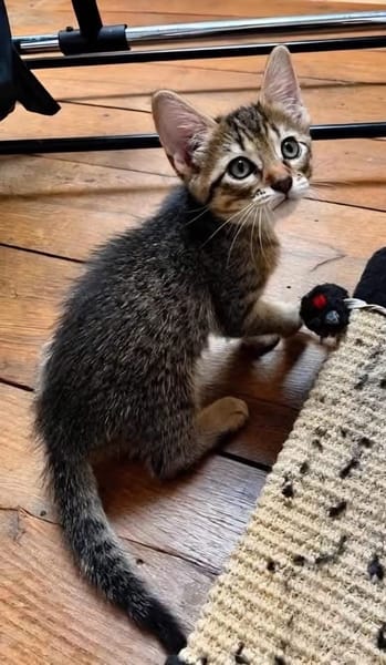 KOONS À ADOPTER EN DUO OU SEUL SI DÉJÀ UN CHAT PRÉSENT CHEZ VOUS