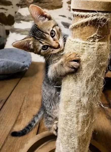 KOONS À ADOPTER EN DUO OU SEUL SI DÉJÀ UN CHAT PRÉSENT CHEZ VOUS