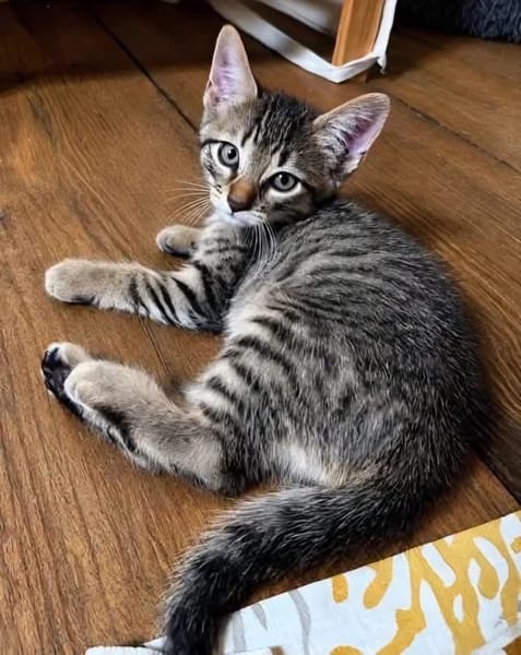 KOONS À ADOPTER EN DUO OU SEUL SI DÉJÀ UN CHAT PRÉSENT CHEZ VOUS