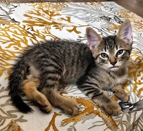 KOONS À ADOPTER EN DUO OU SEUL SI DÉJÀ UN CHAT PRÉSENT CHEZ VOUS