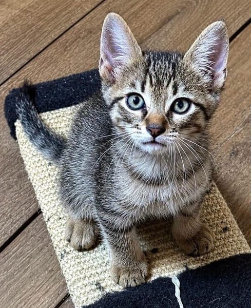 KOONS À ADOPTER EN DUO OU SEUL SI DÉJÀ UN CHAT PRÉSENT CHEZ VOUS