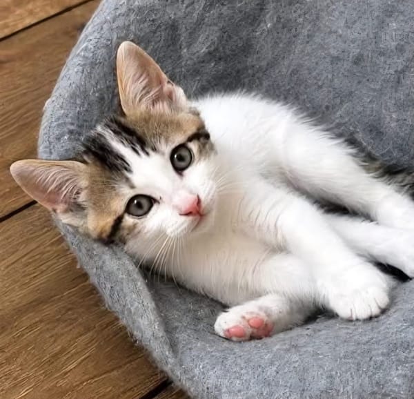 KEILOWA À ADOPTER EN DUO OU SEULE SI DÉJÀ UN CHAT PRÉSENT CHEZ VOUS